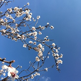 Almendras in our garden