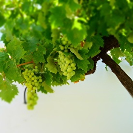 Grapes at Casita Las Pasas