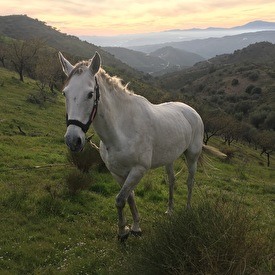 Horse in the garden