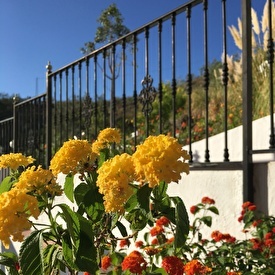 Flowers in our gardens